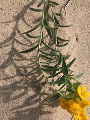 Lithospermum caroliniense