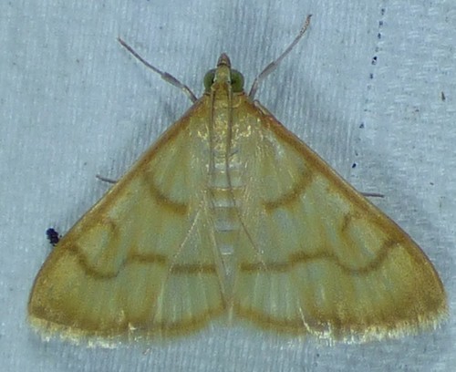 Common Caramel Moth photo 5