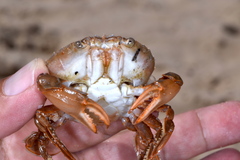 Polybius henslowii