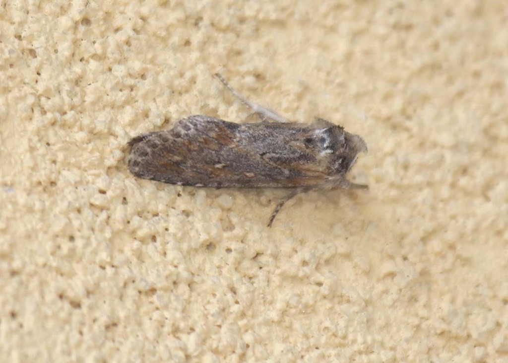 Emariannia
