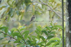 Empidonax flaviventris