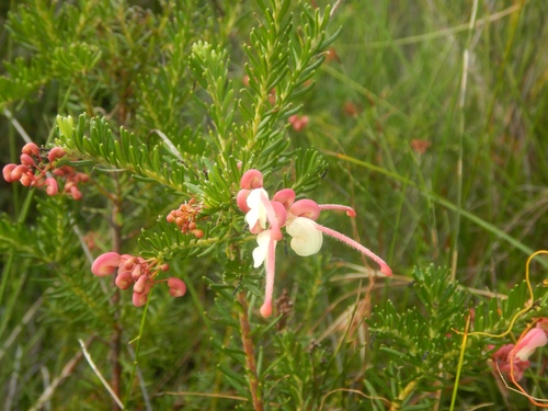 Grevillea lanigera