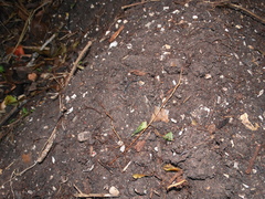 Afrotyphlops bibronii