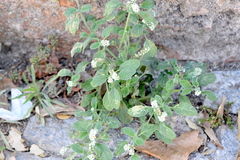 Heliotropium europaeum