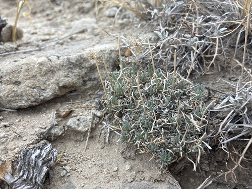 Foothill Fleabane (Erigeron consimilis)