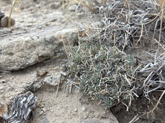 Erigeron consimilis