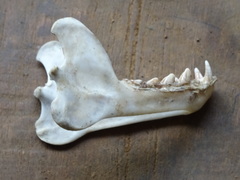 Pteropus admiralitatum