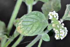 Heliotropium europaeum