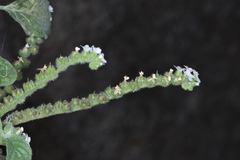 Heliotropium europaeum