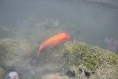 Amphilophus citrinellus