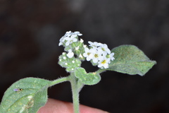 Heliotropium europaeum