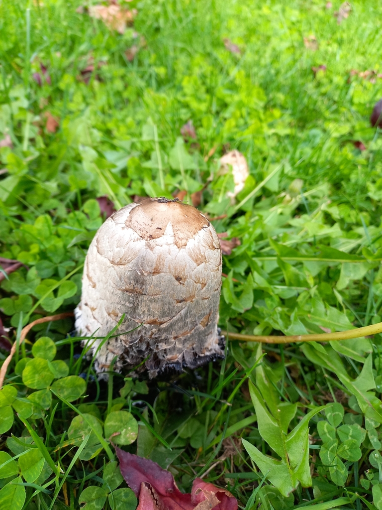 Coprinus comatus · April 2025 · photo: © meurkc (iNaturalist, cc-by)