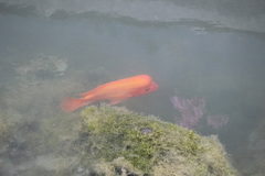 Amphilophus citrinellus