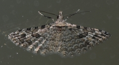 Alucita montana
