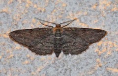 Iridopsis obliquaria