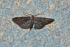 Iridopsis obliquaria