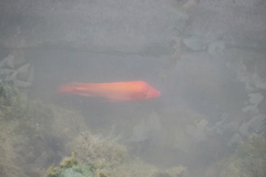 Amphilophus citrinellus