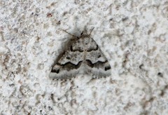 Macaria pallipennata