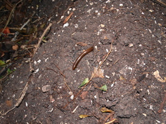 Afrotyphlops bibronii