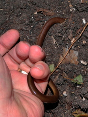 Afrotyphlops bibronii
