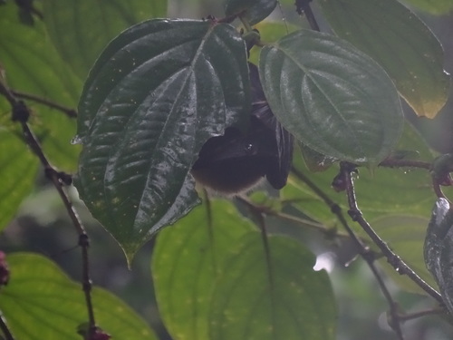 Fardoulis's Blossom Bat (Nesonycteris fardoulisi) — Near Threatened Mammalia
