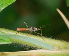 Phaenacantha australiae