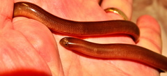 Afrotyphlops bibronii