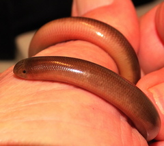 Afrotyphlops bibronii