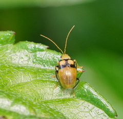 Monolepta oculata