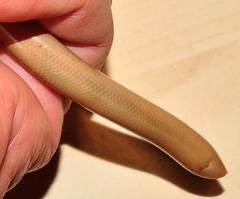 Afrotyphlops bibronii