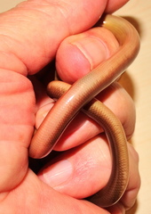 Afrotyphlops bibronii