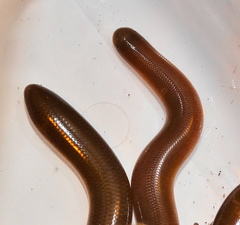 Afrotyphlops bibronii