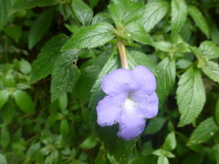 Achimenes longiflora