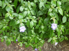 Achimenes longiflora