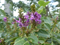 Lonchocarpus minimiflorus