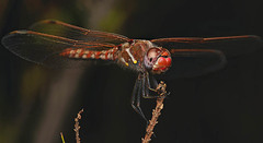 Sympetrum corruptum