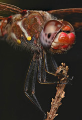 Sympetrum corruptum