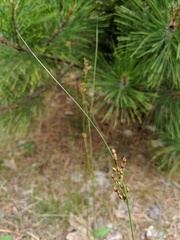Juncus greenei