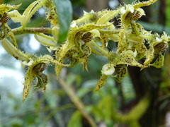 Dendrobium polysema