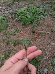 Juncus greenei