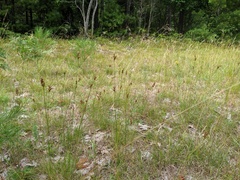 Juncus greenei
