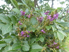 Lonchocarpus minimiflorus