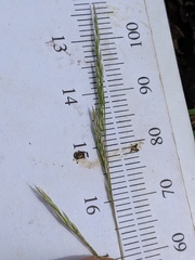 Agrostis scabra
