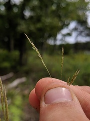 Agrostis scabra