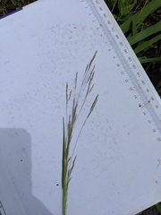 Agrostis scabra