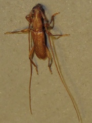 Hypexilis pallida
