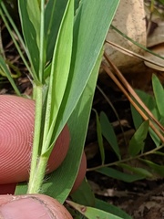 Dichanthelium xanthophysum