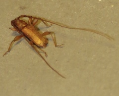 Hypexilis pallida