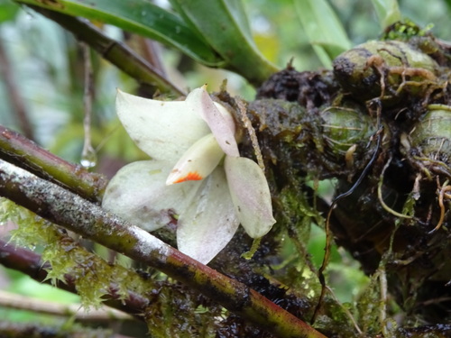 Dendrobium laevifolium observed 2015-05-13