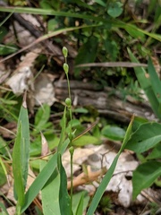 Dichanthelium xanthophysum